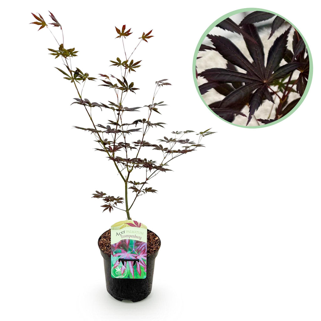 Japanse esdoorn Acer palmatum Trompenburg, kenmerkend blad