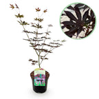 Japanse esdoorn Acer palmatum Trompenburg, kenmerkend blad