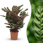 Pauwenplant (Calathea Makoyana), detail van het blad