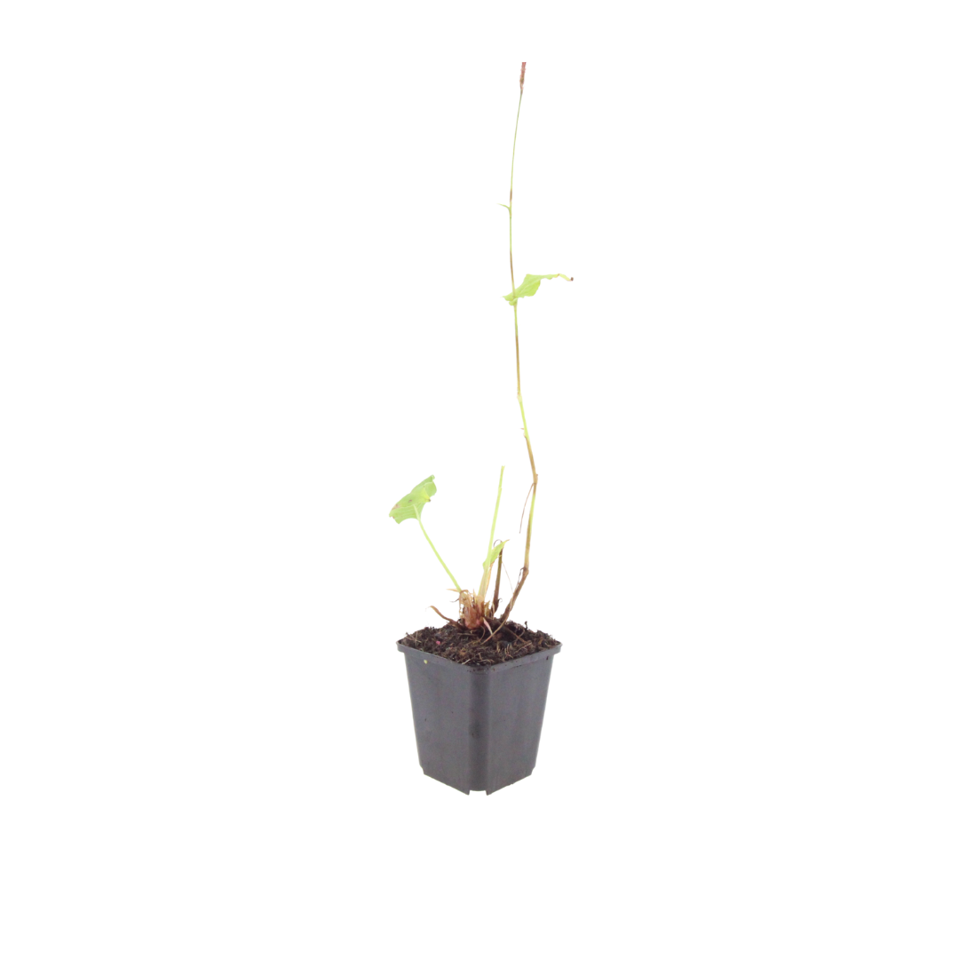 Persicaria a. 'Alba', detail van het blad