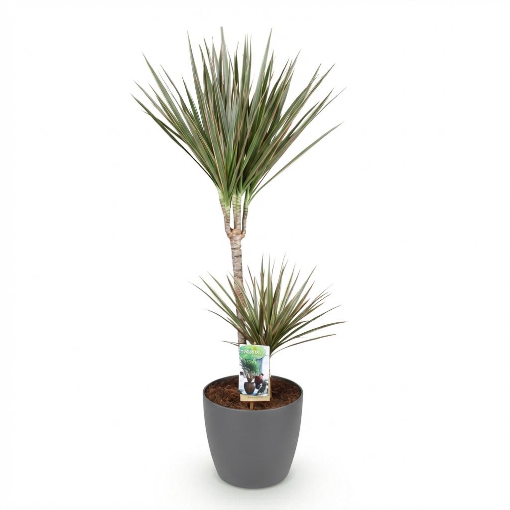 Dracaena Marginata Bicolor, groene bladeren
