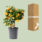 Detailfoto van Citrus Calamondin