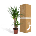 Yucca elephantipes, stekelig blad op stam, 85 cm hoog, groene bladeren