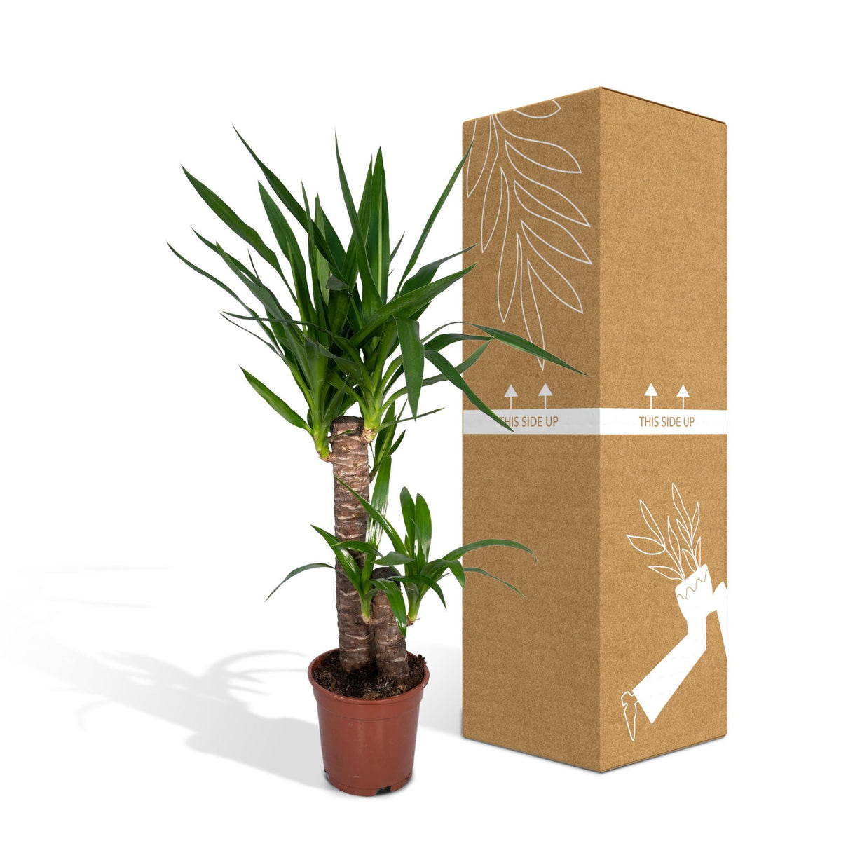 Yucca elephantipes, stekelig blad op stam, 85 cm hoog, groene bladeren