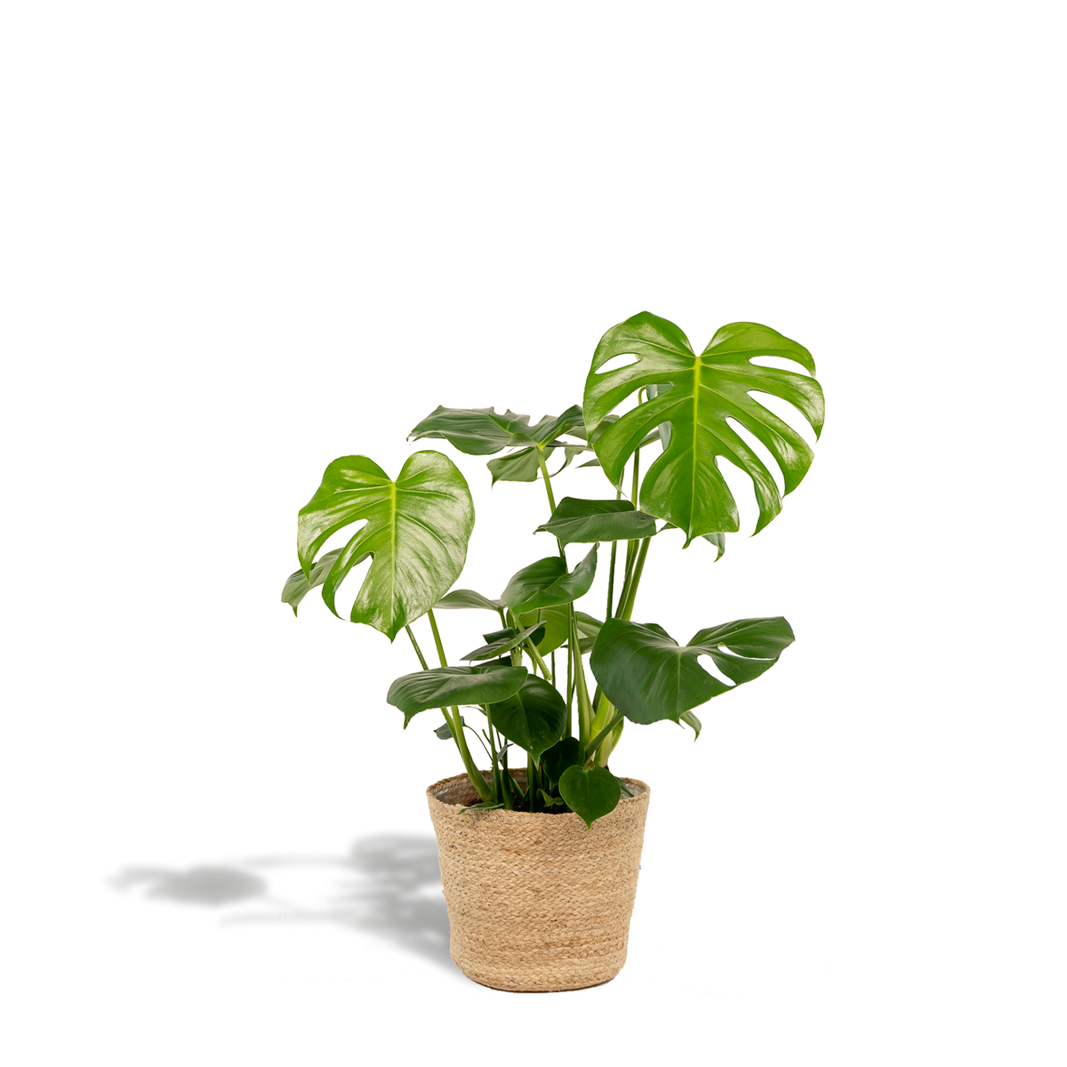 Detailfoto van Monstera Deliciosa