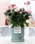 Rosa Light Pink In P&PURE Lauren Ceramics, plant in pot
