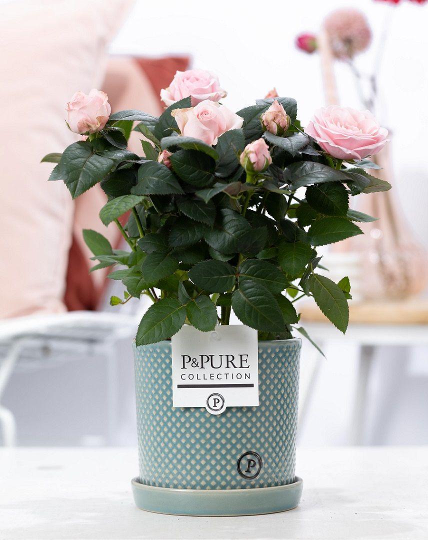Rosa Light Pink In P&PURE Lauren Ceramics, plant in pot