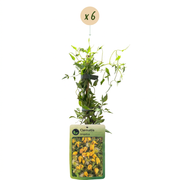 Clematis tangutica - gele Chinese bosrank - set van 6 - Ø9 cm