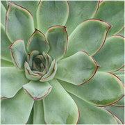 ROOTLESS Succulent Echeveria Pulidonis in schaal &