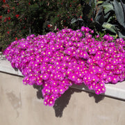 Delosperma