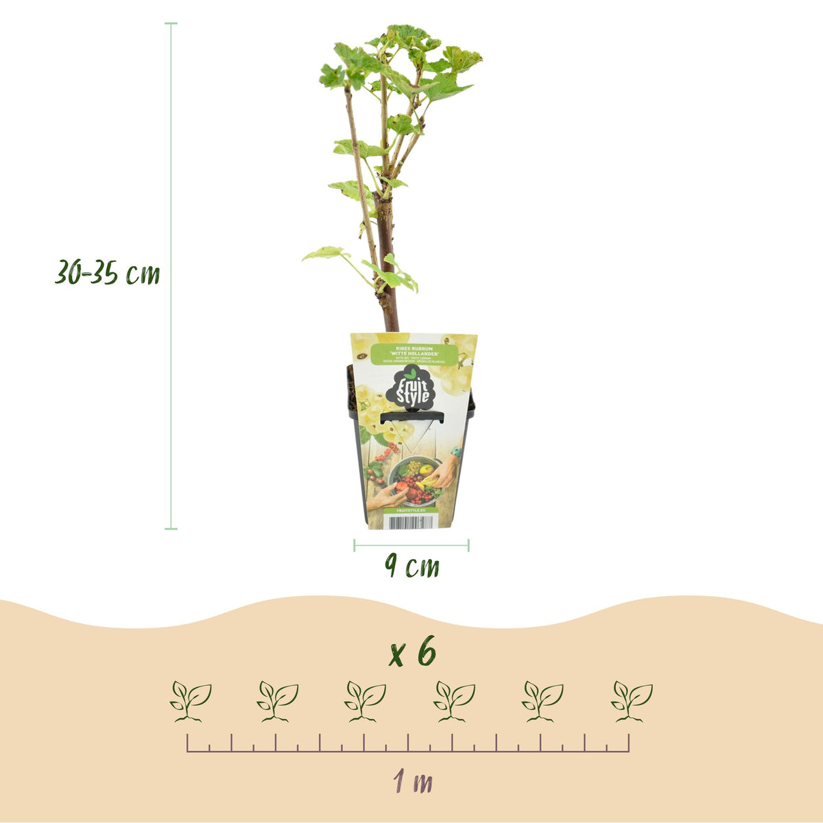 Witte bes Ribes rubrum Witte Hollander, groene bladeren