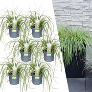 6 x Carex hachijoensis &