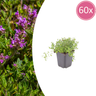 60x thymus serpyllum