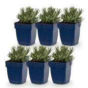 Lavandula ang. Edelweiss - Lavendel - Geurend - Wit - 6 Planten
