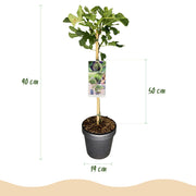Ficus carica Brown Turkey