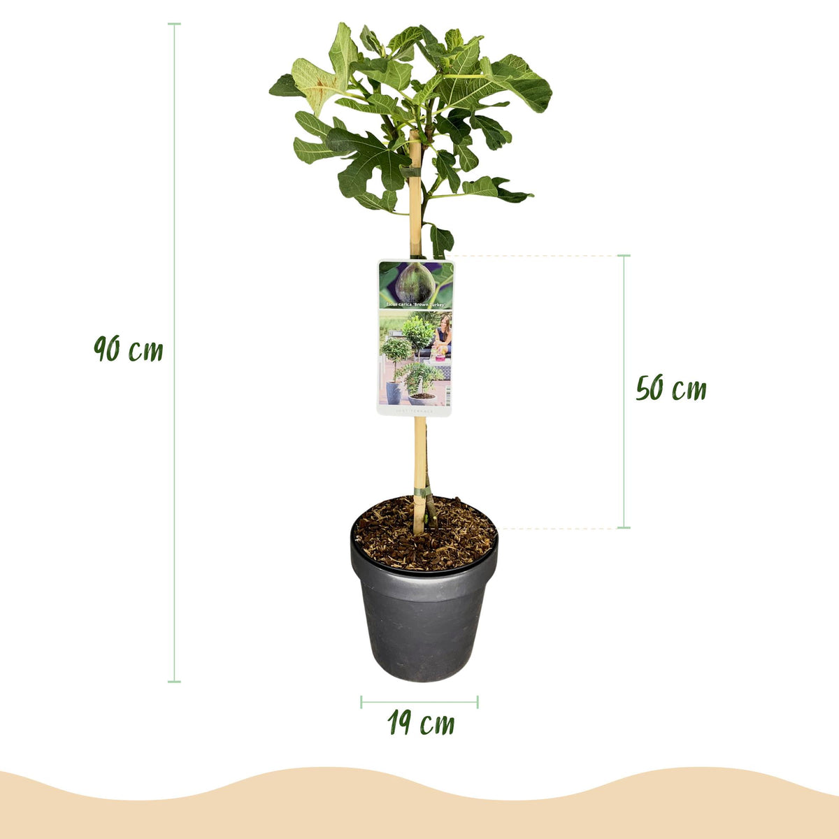 Ficus carica Brown Turkey, groene bladeren