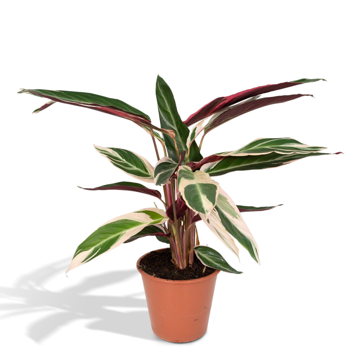 Detailfoto van Calathea Triostar - Pauwenplant