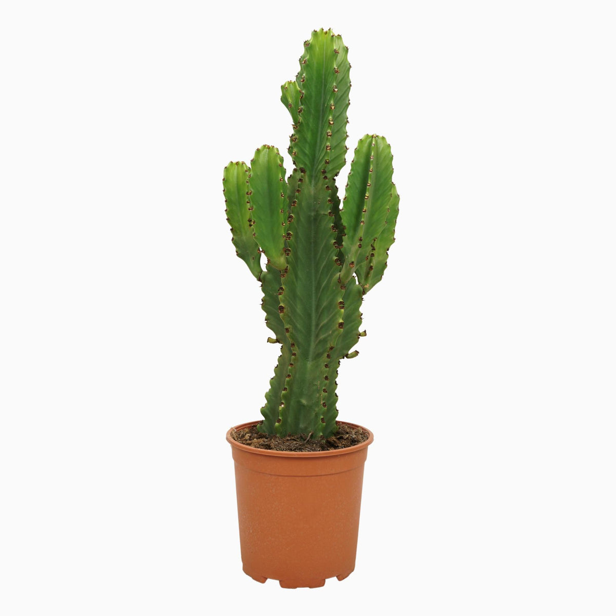 Euphorbia ingens, plant in pot