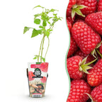 Framboos Rubus idaeus Heritage, kenmerkend blad