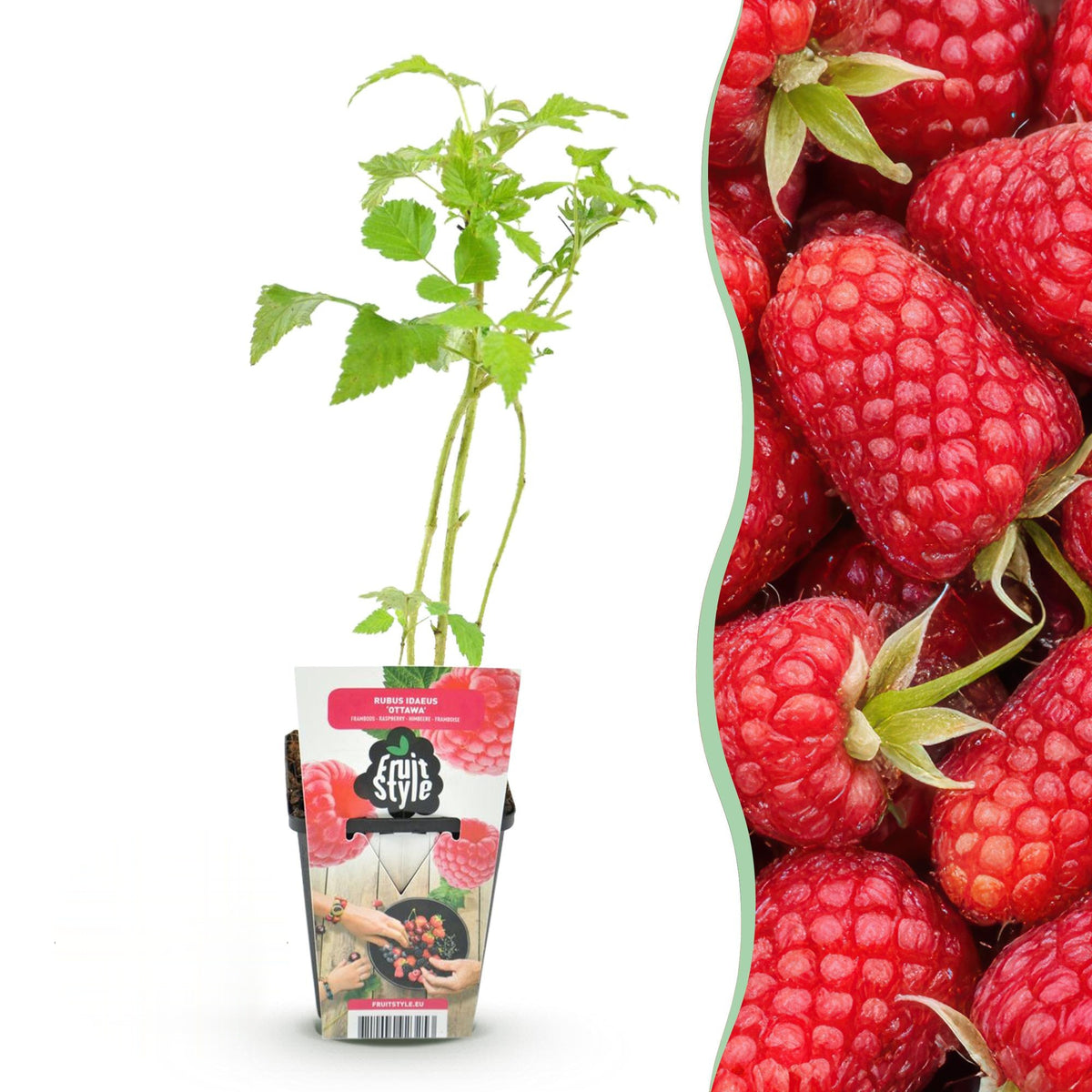 Framboos Rubus idaeus Heritage, kenmerkend blad