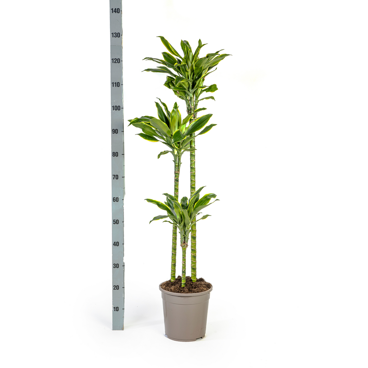 Dracaena Fragrans Golden Coast met mand, kenmerkend blad