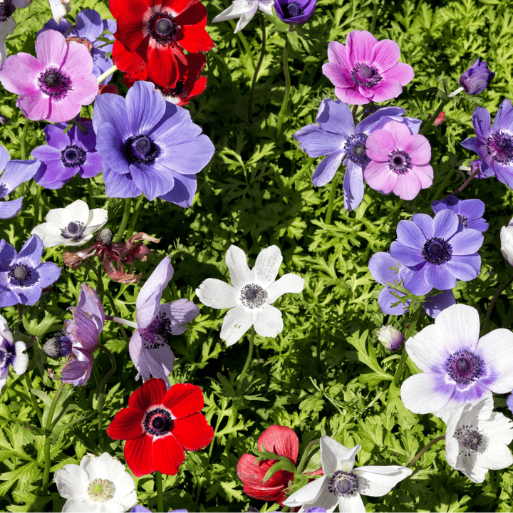 Anemone coronaria, enkele anemonen gemengd, 30 knollen