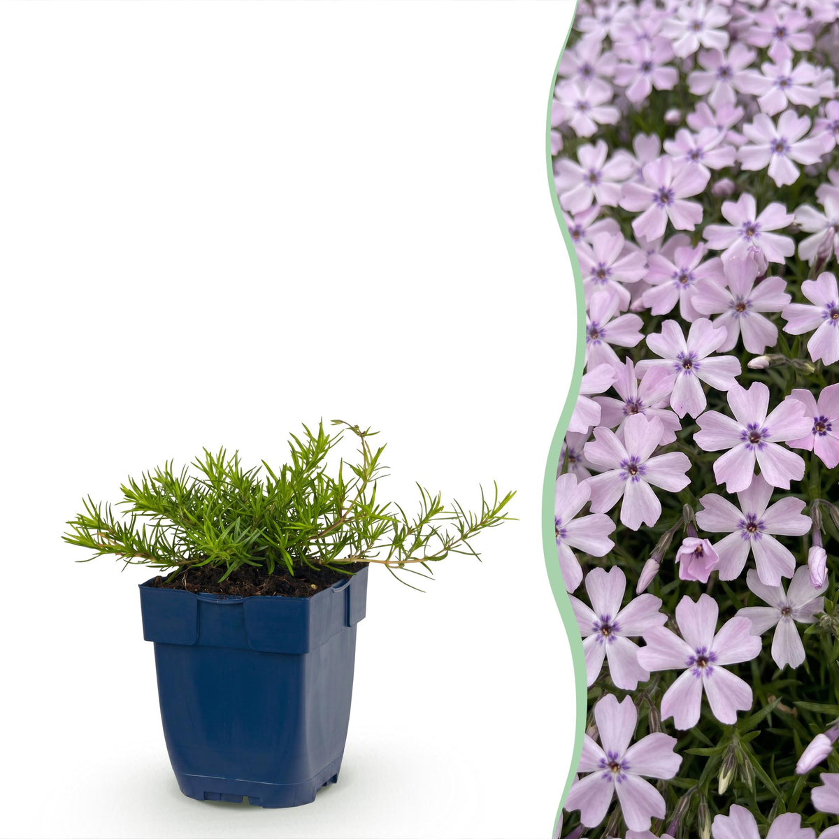 Vlambloem Benita, groeiwijze van de plant