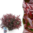 Leucothoe Burning Love, detail van het blad