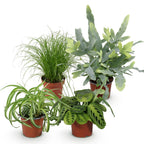 Chlorophytum, kenmerkend blad
