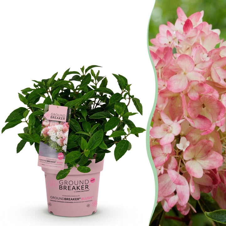 Hydrangea panniculata Groundbreaker Blush, 20-25 cm hoog