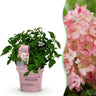 Hydrangea panniculata Groundbreaker Blush, 20-25 cm hoog
