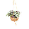 Tradescantia zebrina in kokosvezel