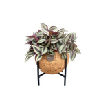 Tradescantia zebrina kokodama op metalen standaard