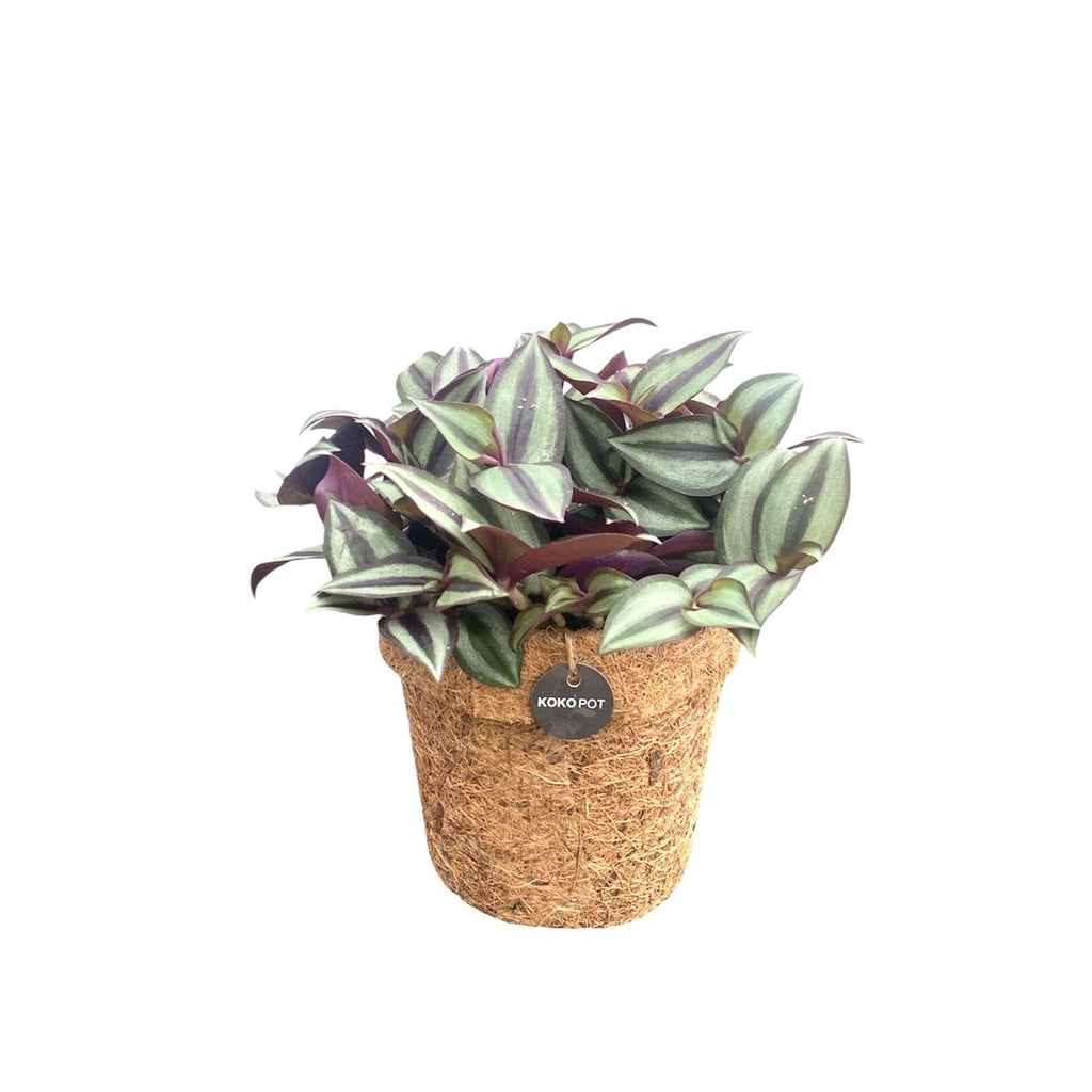 Tradescantia zebrina in kokopot