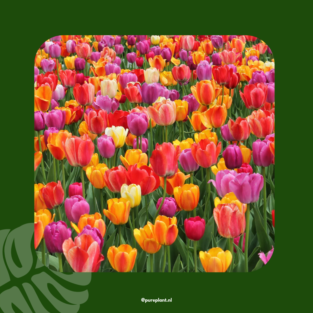 Tulpenbollen mix, kleurrijke tulpenmix, 20 stuks