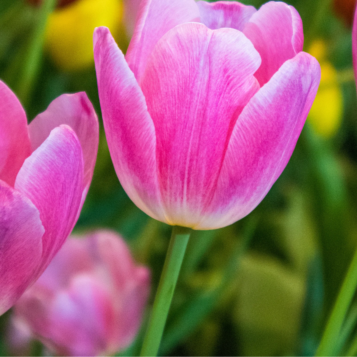 Tulpenbollen Dynasty, roze tulp, 20 stuks, plant in pot