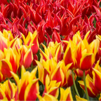 Tulpenbollen Fire Wings – 20 Stuks Maat 11/12, plant in pot