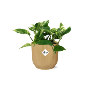 Scindapsus (Epipremnum) Marble Queen in ELHO Vibes Fold | Potmaat Ø14cm | geel