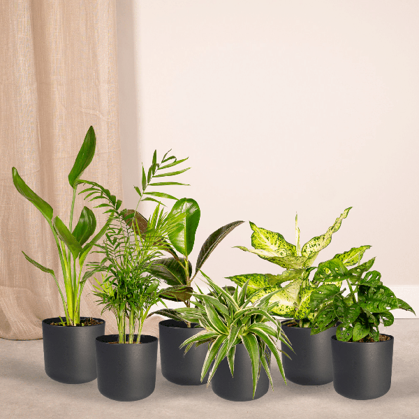 8x Surprise Box | Potmaat Ø12cm | Hoogte ↕25cm | 10 stuks