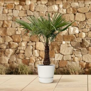 Trachycarpus | Potmaat Ø40cm | Hoogte ↕220cm