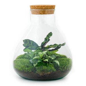 DIY Terrarium – Sammie | Hoogte ↕27cm