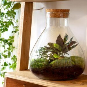 DIY Terrarium | Sammie | Hoogte ↕27cm