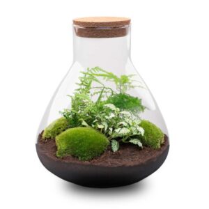 DIY Terrarium | Sam XL | Hoogte ↕35cm | Normaal