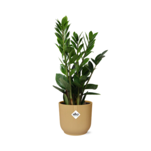 Zamioculcas | Potmaat Ø14cm | Hoogte ↕45-50cm in ELHO Vibes Fold geel