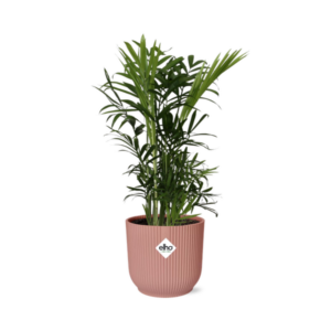 Chamaedorea elegans in ELHO Vibes Fold | Potmaat Ø14cm | roze