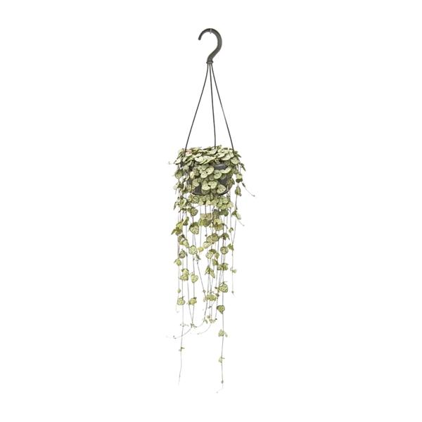 Ceropegia Woodii Hang | Potmaat Ø14cm | Hoogte ↕50cm