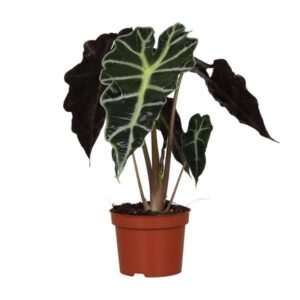 Alocasia Amazonica 'Polly' | Potmaat Ø12cm | Hoogte ↕30cm
