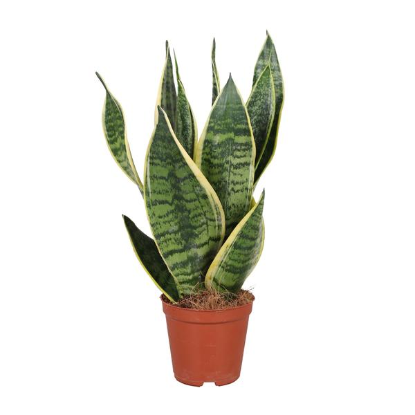 Sansevieria Trifasciata Futura Superba | Potmaat Ø12cm | Hoogte ↕40cm