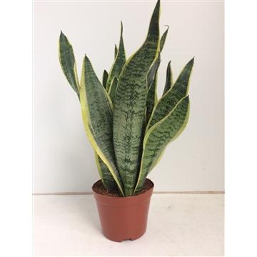 Sansevieria Futura Superba | Potmaat Ø14cm | Hoogte ↕40cm