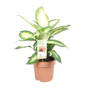 Dieffenbachia Camilla | Potmaat Ø17cm | Hoogte ↕45cm